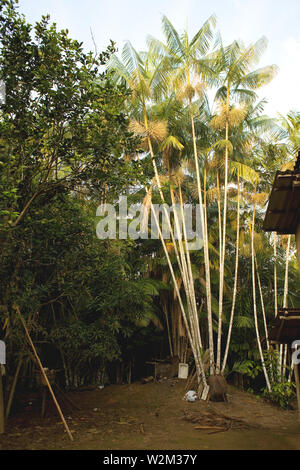 Foresta, paesaggio, Terra Preta comunità, Cuieiras River, Amazônia, Manaus, Amazonas, Brasile Foto Stock