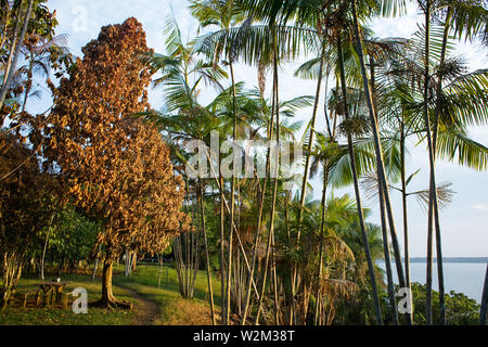 Foresta, paesaggio, Terra Preta comunità, Cuieiras River, Amazônia, Manaus, Amazonas, Brasile Foto Stock