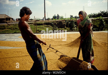 Il vento di essiccazione e mondatura di riso parboiled in Bangladesh. Il riso viene disteso manualmente ad asciugare al sole. Pabna. Foto Stock