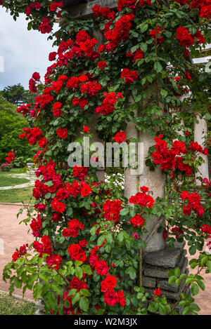 Rose di tallonamento, Parc de la Tête d'or o Parco della testa dorata, un grande parco urbano, Lione, Francia Foto Stock