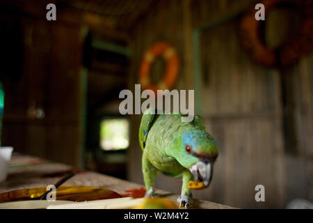 Parrot Eating Tucumã, Manaus, Amazônia, Amazonas, Brasile Foto Stock