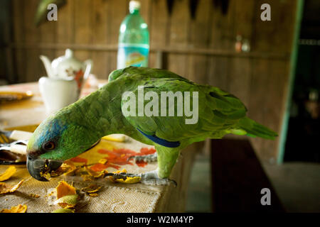 Parrot Eating Tucumã, Manaus, Amazônia, Amazonas, Brasile Foto Stock