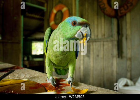 Parrot Eating Tucumã, Manaus, Amazônia, Amazonas, Brasile Foto Stock