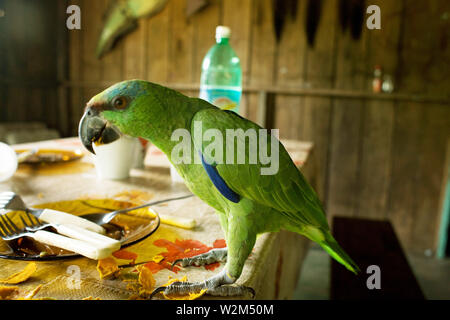 Parrot Eating Tucumã, Manaus, Amazônia, Amazonas, Brasile Foto Stock