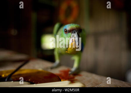 Parrot Eating Tucumã, Manaus, Amazônia, Amazonas, Brasile Foto Stock