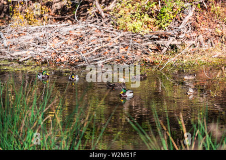 Gruppo di anatre nuotare nella grande cade Chesapeake CO Ohio canal in Maryland o Virginia fiume creek acqua nella stagione autunnale Foto Stock