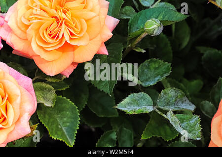Un ramo su un rosaio coperto di oidio Foto Stock