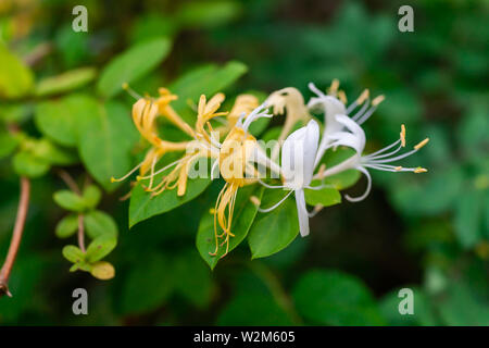 Macro closeup di giallo arancio bianco fiori caprifoglio con foglie verdi di foreste in Virginia con sfondo bokeh di fondo Foto Stock