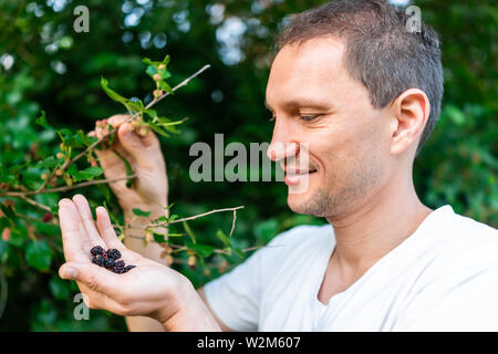 Appendere black mature gelsi maturazione sulla pianta di giardino bush farm con uomo felice agricoltore giardiniere raccolta a mano tenendo la frutta Foto Stock