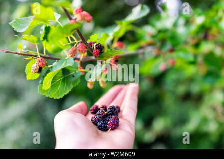 Appendere il rosso e il nero mature gelsi maturazione sulla pianta di giardino bush farm con donna raccolta a mano tenendo la frutta Foto Stock