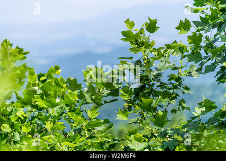 Vista di framing di Shenandoah Blue Ridge appalachian montagne sulla skyline drive si affacciano con closeup in primo piano del pioppo giallo foglie rami Foto Stock