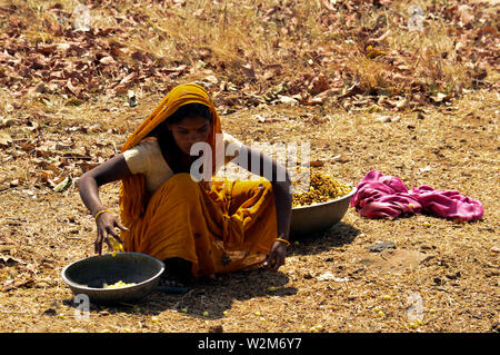 Donna tribale raccogliendo Mahua fiori India, 2019 Foto Stock