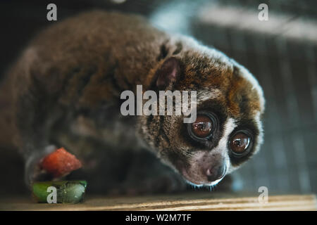 Bella Slow Loris. slow Loris è ora tra il mondo top 25 più in pericolo i suoi primati prelevati dall'ambiente naturale di vendere come animali domestici a animale crudele Foto Stock