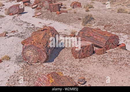 Legno pietrificato esempi di registro nel deserto nel Parco Nazionale della Foresta Pietrificata in Arizona Foto Stock