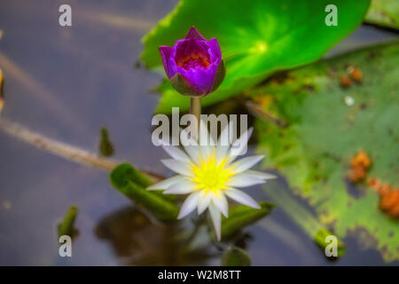 Questa unica immagine mostra una grande fioritura viola giglio d'acqua. Questo premiato la foto è stata scattata alle Maldive Foto Stock