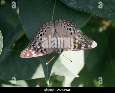 Legno di perla nymph farfalla su una foglia Foto Stock