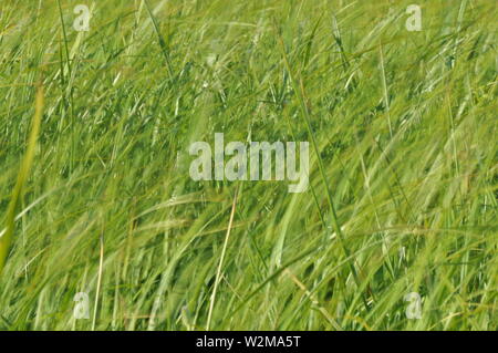Carici ondeggianti nel vento. Prato umido durante la fienagione. Lussureggiante verde erba. Foto Stock