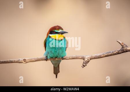 Gruccione (Merops apiaster) si siede sul ramo, Pusztaszer, Ungheria Foto Stock