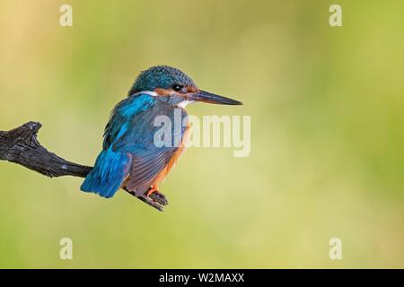 Common kingfisher (Alcedo atthis), femmina su Nascondi, Riserva della Biosfera dell'Elba centrale, Sassonia-Anhalt, Germania Foto Stock