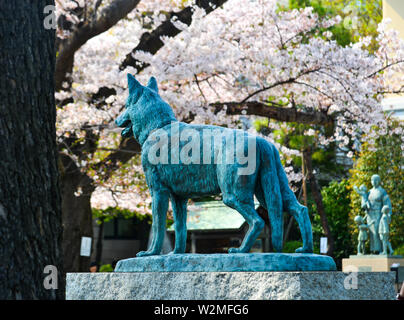 Statua di cane con la fioritura dei ciliegi background in Tokyo, Giappone. Foto Stock