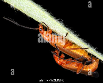 Rhagonycha fulva coleotteri coniugata su una foglia nello stato di Washington, USA Foto Stock