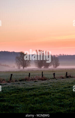 Salici su un campo di nebbia al colorato sunrise, Schleswig-Holstein Foto Stock