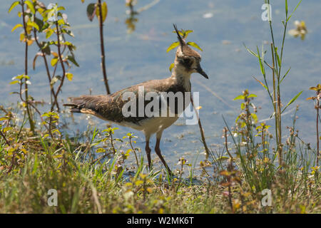 Pavoncella, Vanellus vanellus Foto Stock