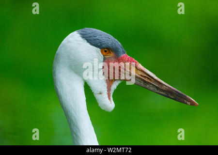 Wattled gru (Bugeranus carunculatus) Foto Stock