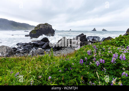 Samuel H Boardman State Park è situato in Oregon, nella costa occidentale degli Stati Uniti d'America, viaggio USA, avventura, paesaggio, rain forest, oceano pacifico Foto Stock