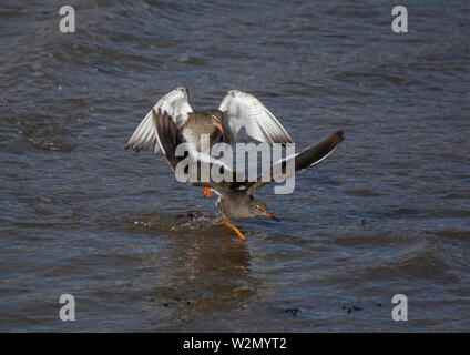 Comune, Redshank Tringa totanus, due uccelli coinvolti nella controversia territoriale, Wyre estuary, Lancashire, Regno Unito Foto Stock