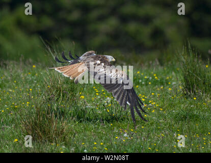 Aquilone rosso; Milvus milvus; in volo; su campo, Argaty, Scotland, Regno Unito Foto Stock