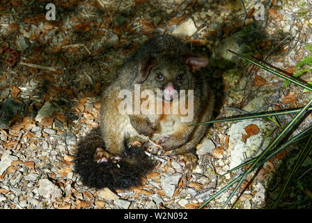 Una spazzola tailed possum siede su di una pista in Nuova Zelanda, è probabile che sia stato avvelenato Foto Stock