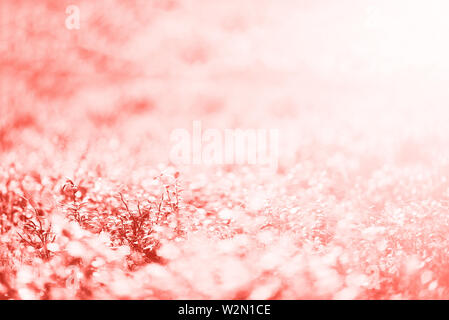 Abstract sfondo naturale con luce bokeh di fondo e delle perdite di effetto. Erba in foresta. Concetto di estate in un elegante color corallo. Copia dello spazio. Banner. Soft focus Foto Stock