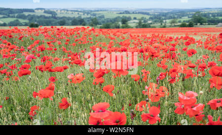 Campo di papavero vicino a Stow on the Wold in Cotswolds Foto Stock