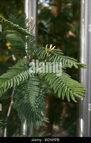 Acacia dealbata fiore giallo Foto Stock