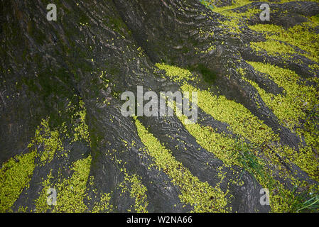 Acer platanoides fiori verdi sul terreno Foto Stock