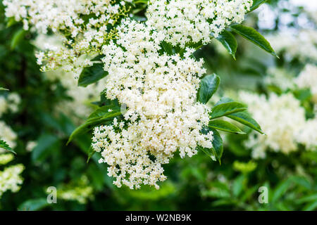 Un bianco crema grappolo di fiori di sambuco Sambucus nigra sostenuta da foglie verdi con la waterdrop dispari Foto Stock