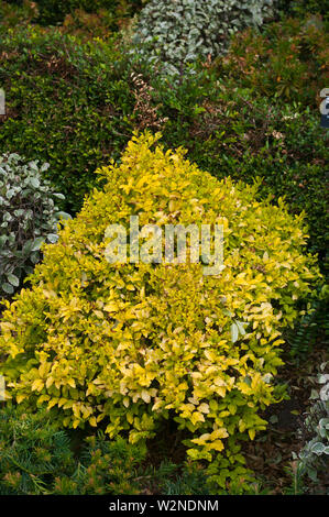 Il cinese ligustro Ligustrum Sinense Sunshine Foto Stock