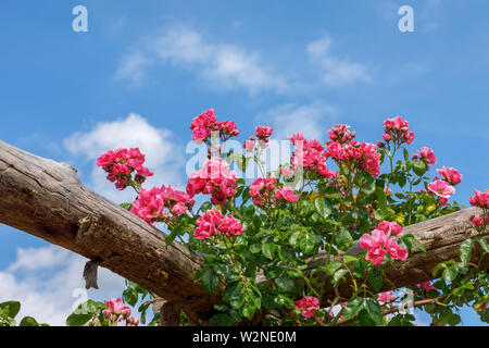 Rosa grazioso 'American pilastro' Roses arrampicata su una pergola in legno fioritura contro un cielo blu su un giorno di estate, Surrey, sud-est Inghilterra Foto Stock