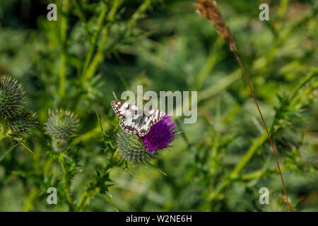 Vista dorsale di femmine Melanargia galathea, il bianco marmo butterfly, famiglia Nymphalidae, su un viola cardo fiore testa nel Surrey, SE Inghilterra Foto Stock