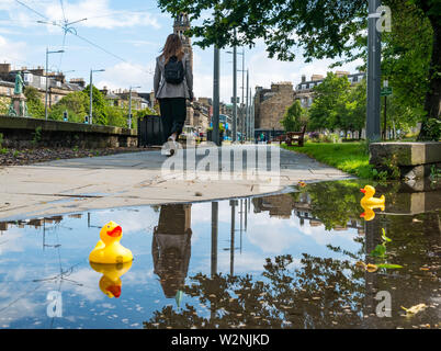 Edimburgo, Scozia, Regno Unito, 10 luglio 2019. Regno Unito: Meteo sole nella capitale dopo la pioggia lascia una pozzanghera per giocattolo per le papere di gomma per godere con riflessioni come una donna cammina passato Foto Stock