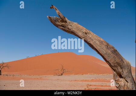 Dead Vlei, con essiccato 900 anno vecchi alberi in piedi in salina circondato da imponenti dune di sabbia rossa. Namib-Naukluft National Park, Namibia. Foto Stock