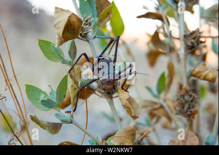 Il deserto del Namib beetle (genere Stenocara), monte Brandberg, Damaraland, Namibia Foto Stock