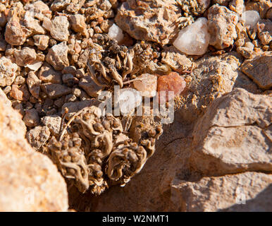 Pietre di quarzo, monte Brandberg, Damaraland, Namibia Foto Stock