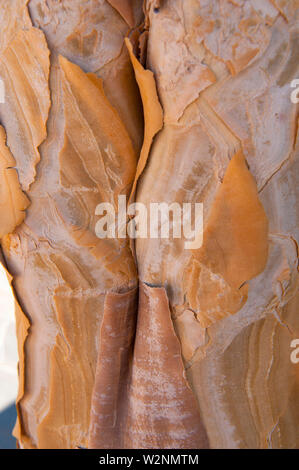 La corteccia del tronco Kocurboom o faretra Tree (Aloe dichotoma), monte Brandberg, Damaraland, Namibia Foto Stock