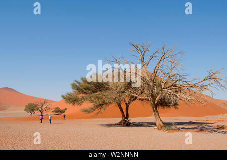 Camel Thorn acacia (acacia erioloba) al fianco di una duna in Sossusvlei, Namib-Naukluft National Park, Namibia, Sud Africa. Foto Stock