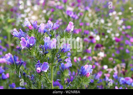 Multi colorati prati fioriti con la fioritura blu viper dell bugloss in primo piano Foto Stock