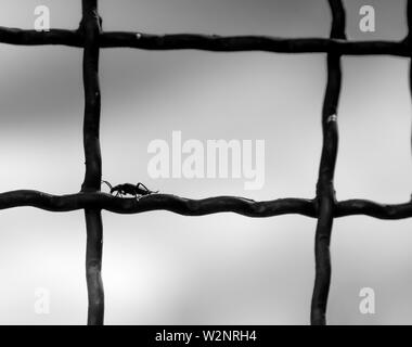 Silhouette di un bug sulla recinzione metallica, abstract Foto Stock