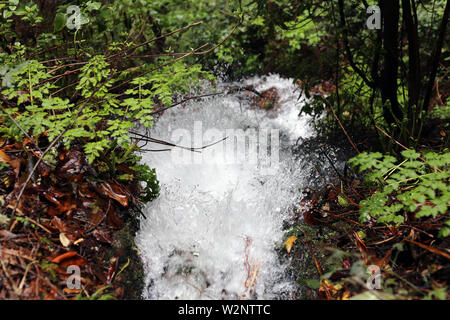 Acqua che scorre tra piante verdi. Fotografato in natura di Madera vicino la famosa Calheido Verde cascata. Immagine a colori. Foto Stock