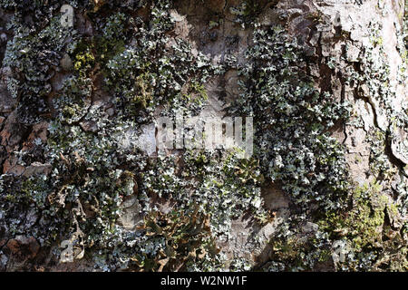 Superficie del tronco di un albero coperto con argento e golden lichen. Ci sono anche alcuni muschio sul tronco. Bella e interessante la texture. Colore primo piano Foto Stock